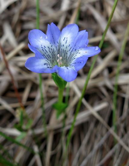 金光花の栗駒山もいいけど秣岳ね
