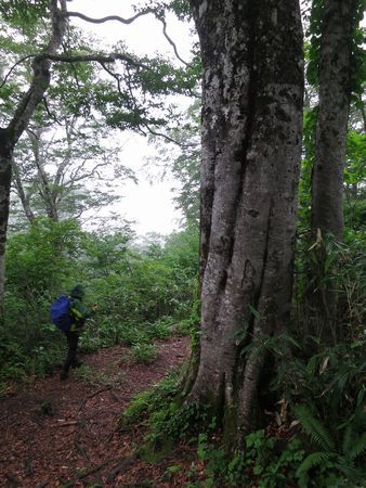 金光花の栗駒山もいいけど秣岳ね