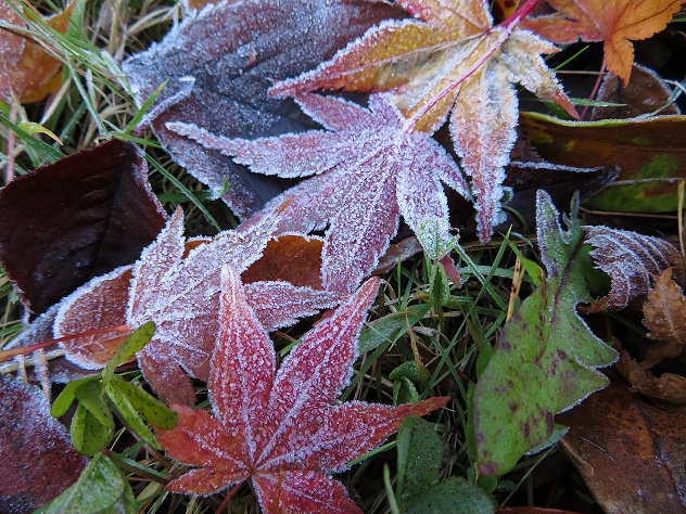 碧玉渓の紅葉