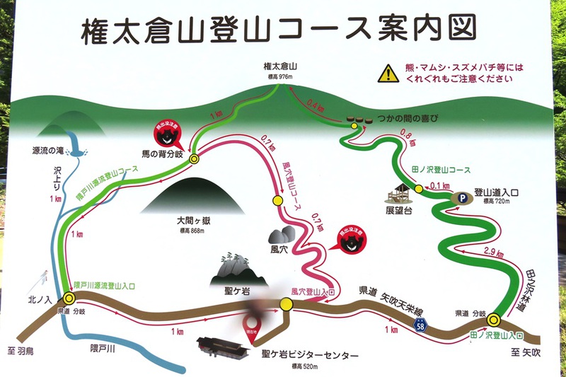 ルリソウ咲く　権太倉山