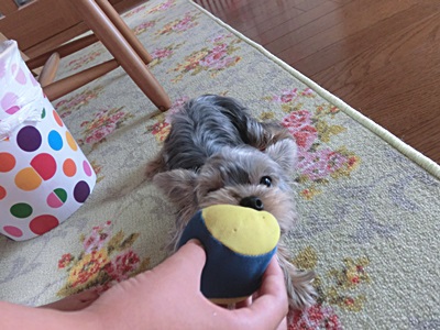 我が家に犬がやって来たワン♪