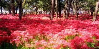 曼殊沙華まつり（埼玉県巾着田）