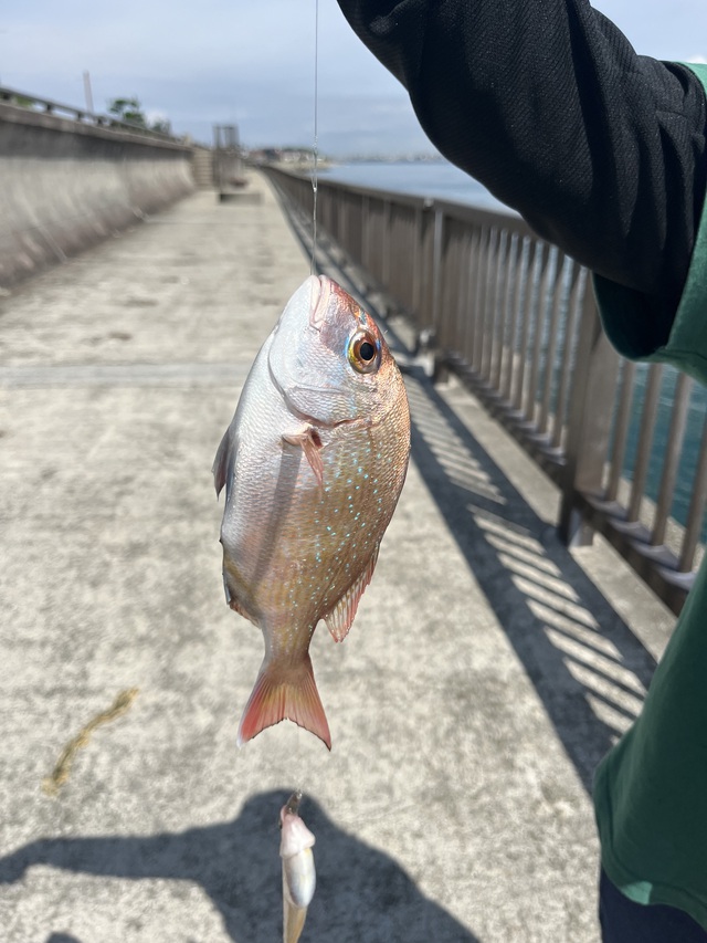 青物はまだ⁉️