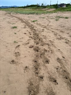 2024年7月15日　キスを求めて早朝釣行