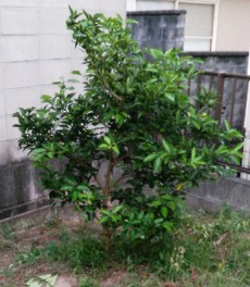 ようやく秋らしくなってきました 2019/09/16 19:40:27