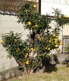 あっという間に年の瀬に．． 2019/12/15 19:19:49