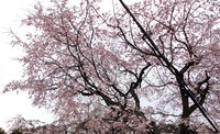 気がつけば散り初め 2014/04/13 19:47:13