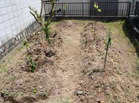 うちの畑 2014/05/06 18:58:16