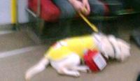 盲導犬 2014/09/23 21:54:08