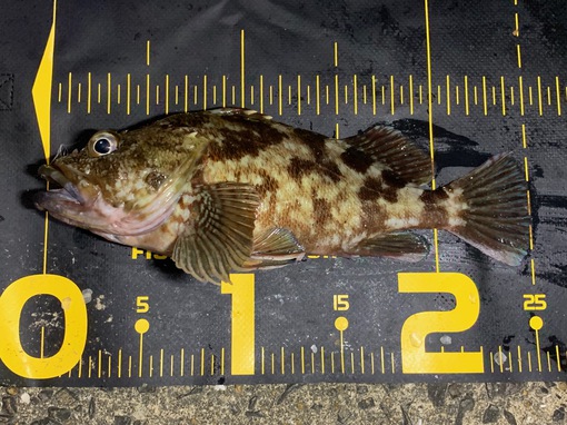 アラカブ（カサゴ）釣りにハマってます