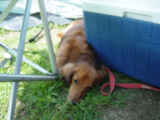 美幌みどりの森キャンプ場で今回だけの犬連れキャンプをしてきた。