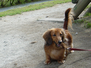 美幌みどりの森キャンプ場で今回だけの犬連れキャンプをしてきた。