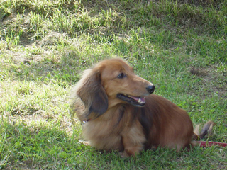 美幌みどりの森キャンプ場で今回だけの犬連れキャンプをしてきた。