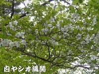 見上げれば・・・