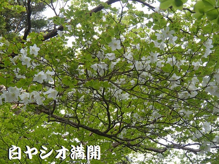 見上げれば・・・