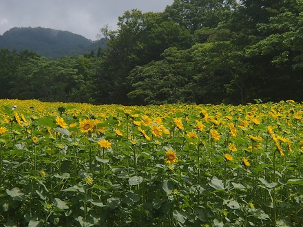 花キャン♪　Ⅺ　