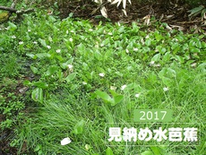 カヤの平から南側の山へ♪ 2017/08/02 11:40:00