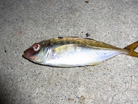 釣行FILE NO.005〜横浜岸壁 2012/09/24 23:17:07