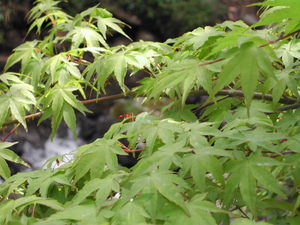 道志の森・・ソロ・・（＾＾
