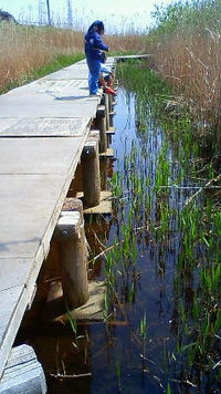 ザリガニ釣り 2010/04/18 13:22:44