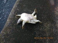 住吉落とし込み釣り 2012/09/02 23:14:17