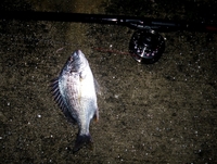 7月3日（土）末広電気ウキ夜釣り 2010/07/04 11:28:27