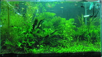 魚を入れた