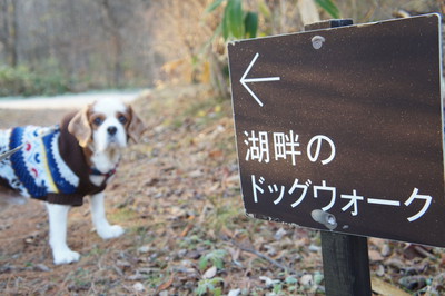 初冬のレジーナの森へ