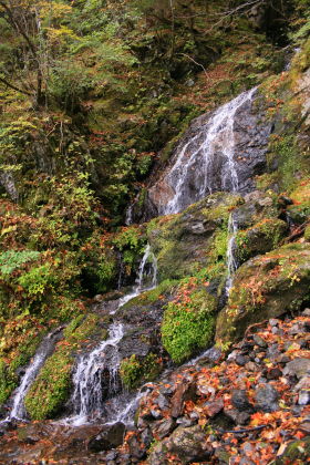 剣山　木立の中を歩く