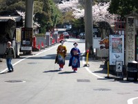 今年の桜