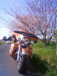 桜ツーリング