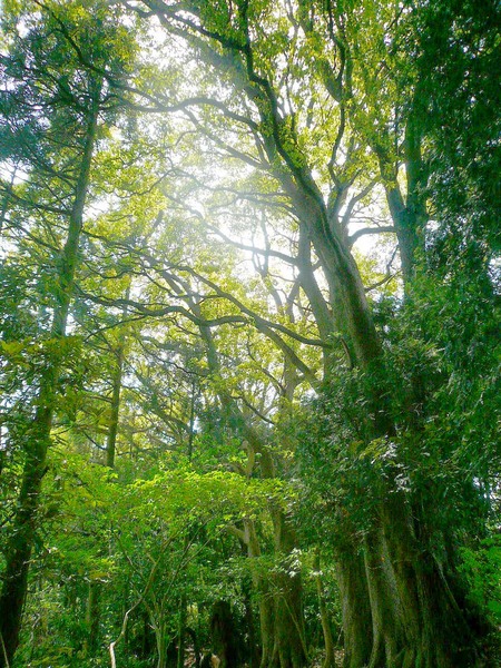 お山の練習一発目♪～天園ハイキングコース～