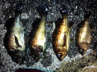 離島 2012/01/30 22:28:00