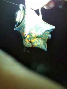2009.5.21　磯メバル１３