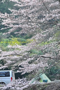 お花見キャンプ　in　青根C 2010/04/05 21:50:00