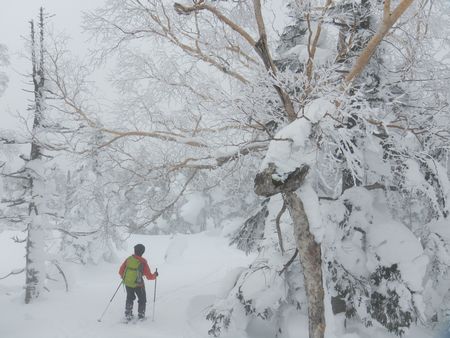 西吾妻山の妖精たち