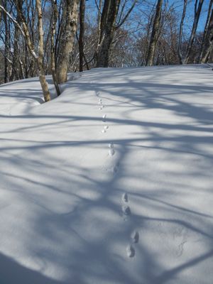猫魔ヶ岳の霧氷だニャー♪