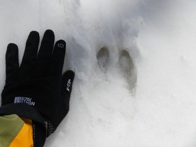 猫魔ヶ岳の霧氷だニャー♪