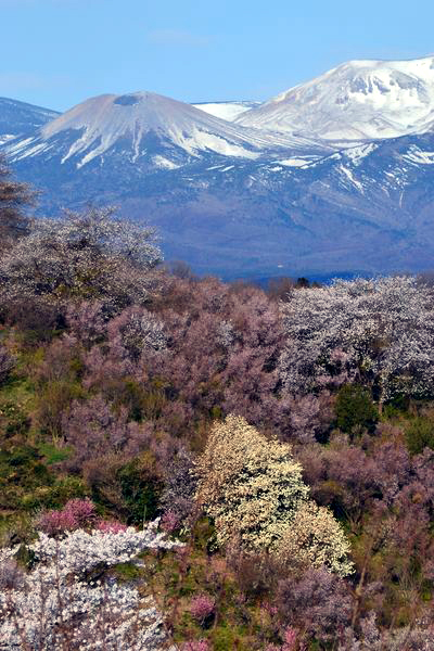 福島の桜と言ったら・・・やっぱここでしょう！