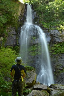 博士山でアスナロの巨木に出会った