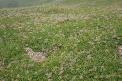 テントを担いで北アを歩く！白馬三山　２
