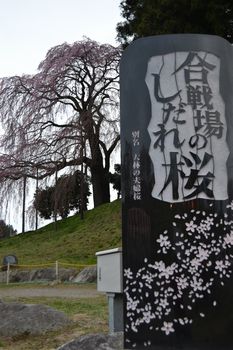 福島の桜と言ったら・・・やっぱここでしょう！