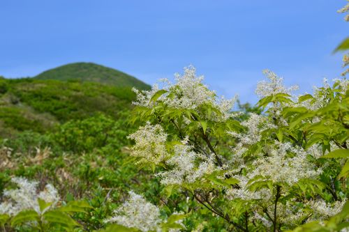 花々を愛でながら・・・神室岳