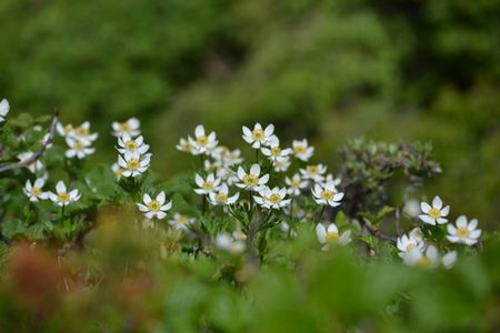 南蔵王は花の宝庫♪