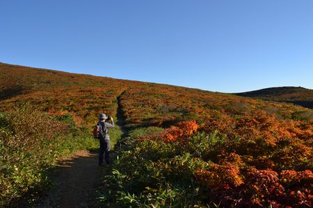 山燃ゆる秋ｉｎ栗駒山