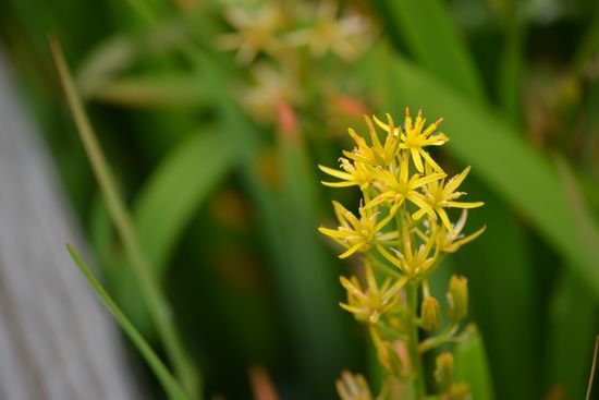 夏の花々in宮城蔵王