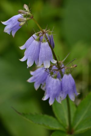 夏の花々in宮城蔵王