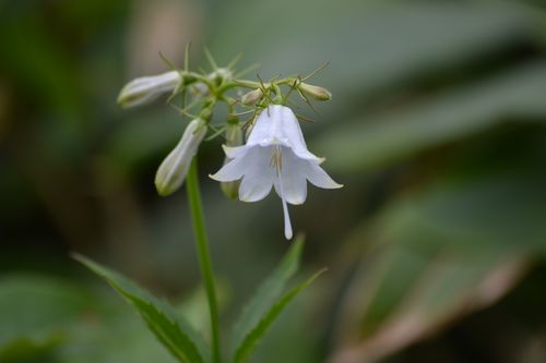 夏の花々in宮城蔵王