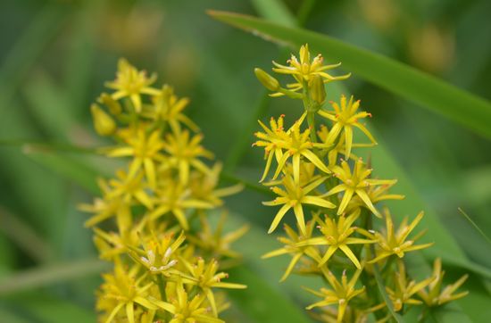 夏の花々in宮城蔵王