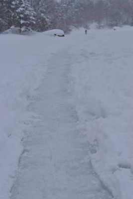 今年も姿を見せてくれたイエローフォール